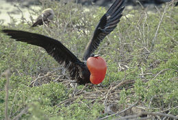 Image of Great Frigatebird