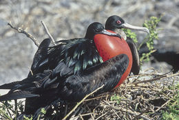 Image of Great Frigatebird