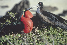 Image of Great Frigatebird