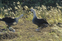 Image of Waved Albatross