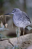 Image of Greater Yellowlegs