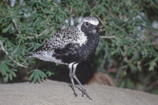 Image of Grey Plover