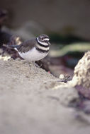 Image of Killdeer