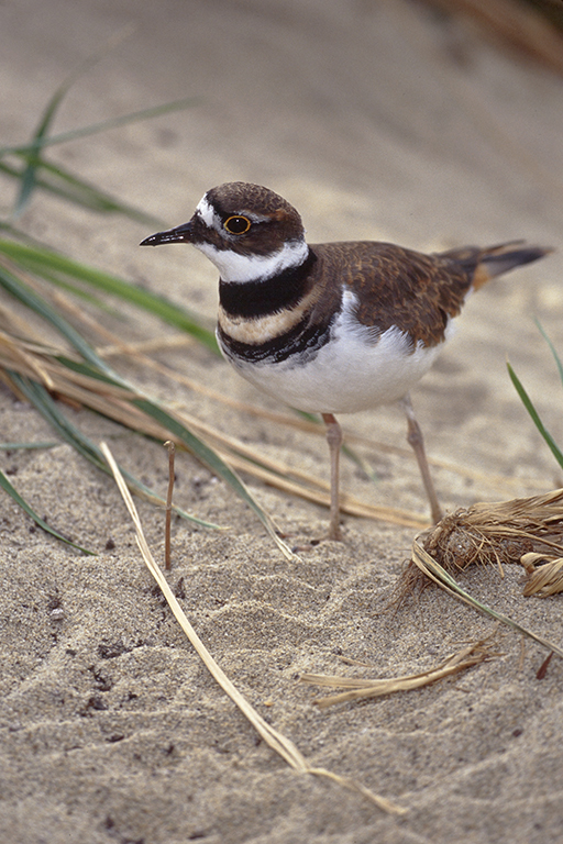 Image of Killdeer