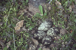 Image of Killdeer