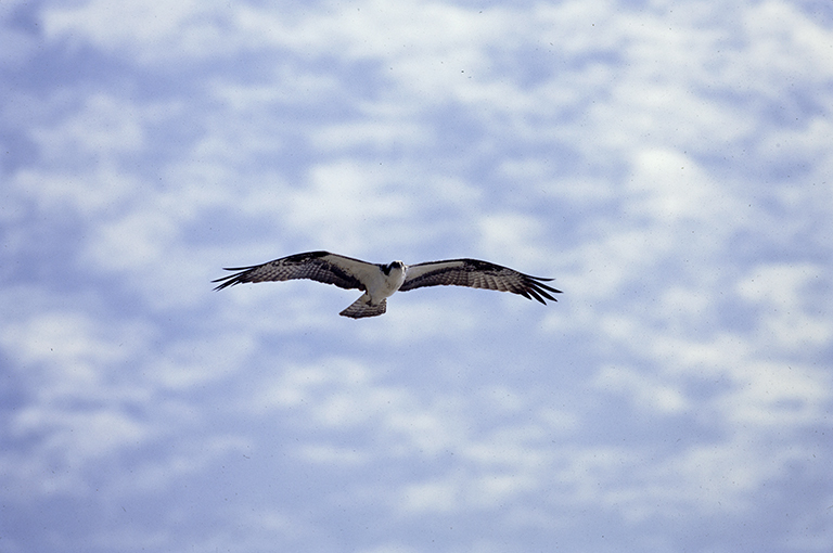 Image of Osprey