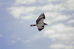 Image of Osprey