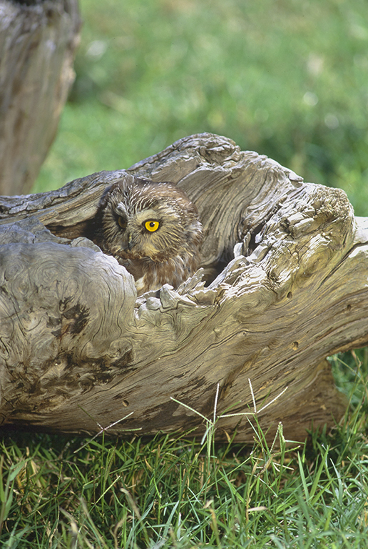 Image of Northern Saw-whet Owl