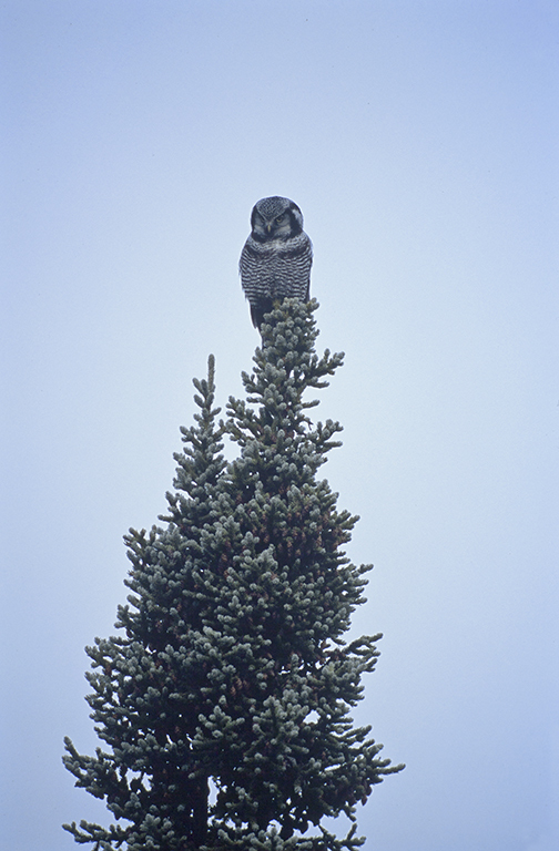Image of Hawk Owl