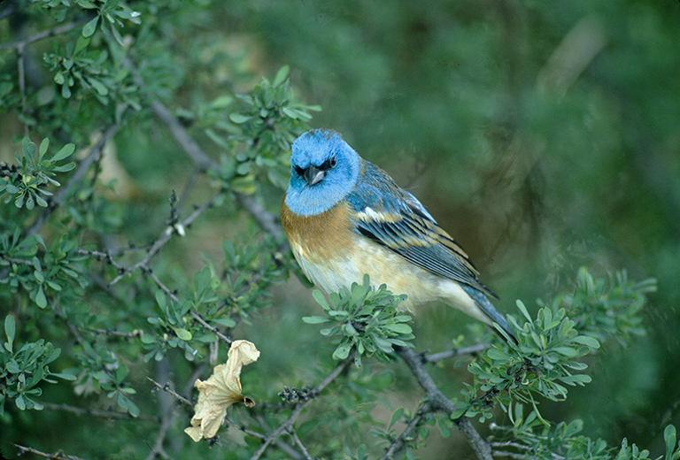 Image of Lazuli Bunting