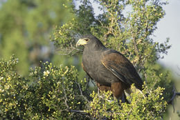 Imagem de Parabuteo unicinctus (Temminck 1824)