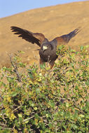 Image of Harris's Hawk