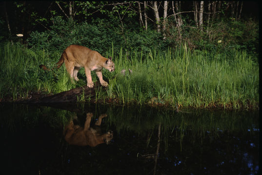 Image of Cougar