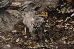 Image of Cougar