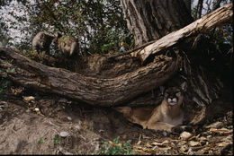 Image of Cougar