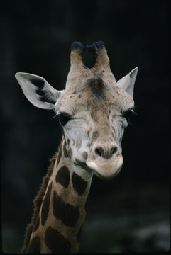 Plancia ëd <i>Giraffa camelopardalis rothschildi</i>