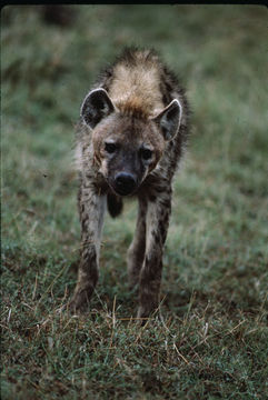 Image of Spotted Hyena