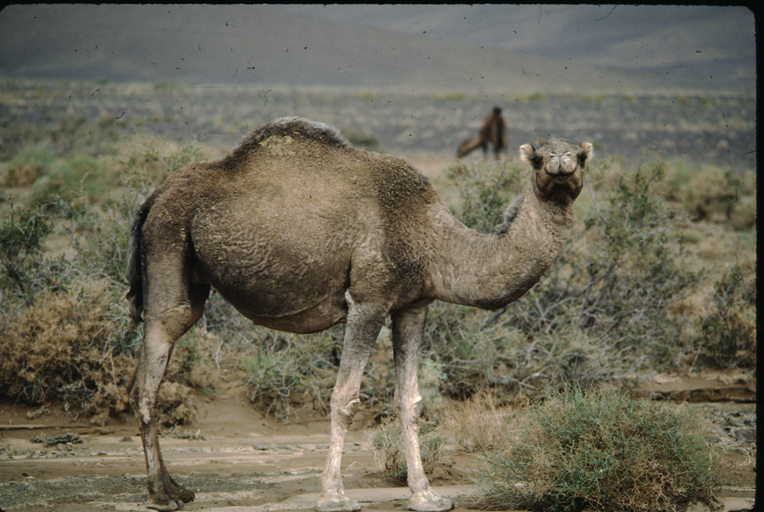 Image of Dromedary