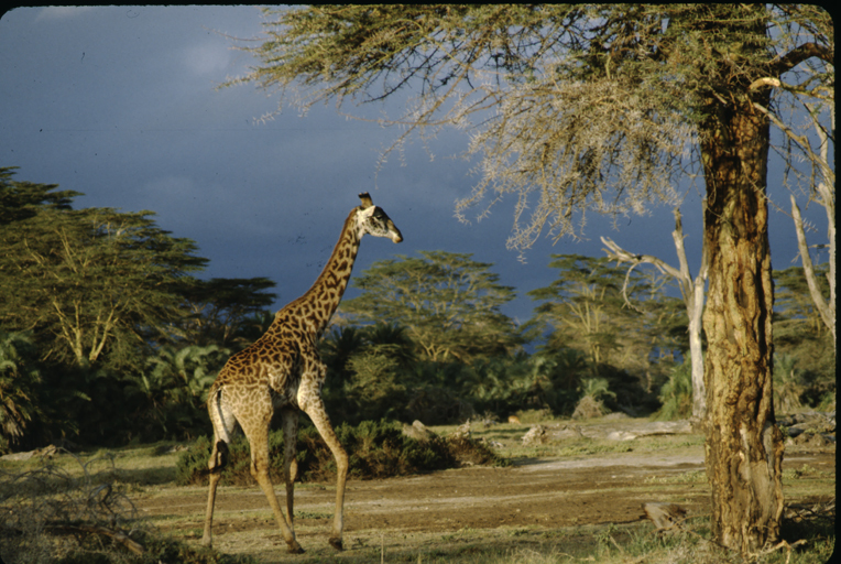 Plancia ëd Giraffa camelopardalis (Linnaeus 1758)