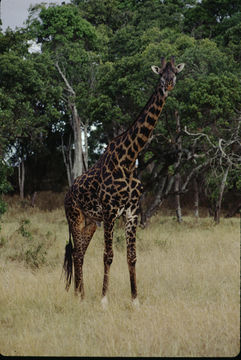 Plancia ëd <i>Giraffa camelopardalis tippelskirchi</i>