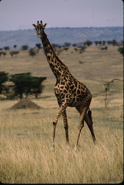 Plancia ëd Giraffa camelopardalis (Linnaeus 1758)