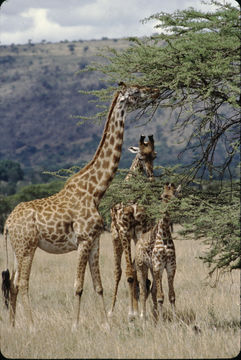 Imagem de <i>Giraffa camelopardalis tippelskirchi</i>