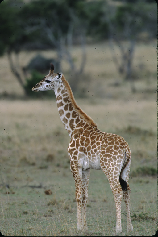 Plancia ëd <i>Giraffa camelopardalis tippelskirchi</i>