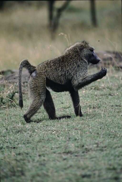 Image of Anubis Baboon