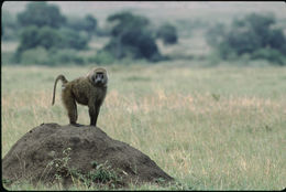 Image of Anubis Baboon