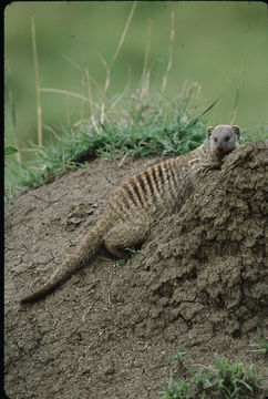 Image of Banded Mongoose