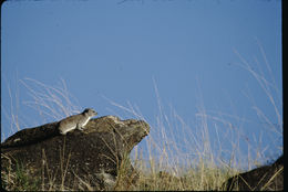 Image of Rock Hyrax