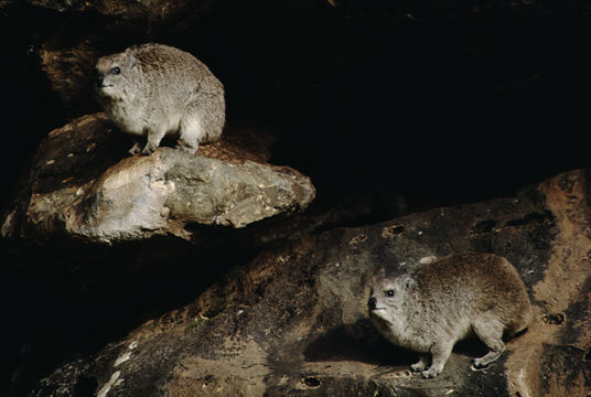 Image of Bush Hyrax