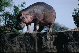 Image of Common Hippopotamus