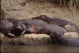 Image of Common Hippopotamus