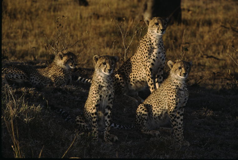 Image of cheetah