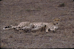 Image of cheetah