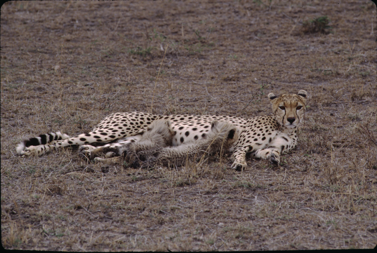 Image of cheetah