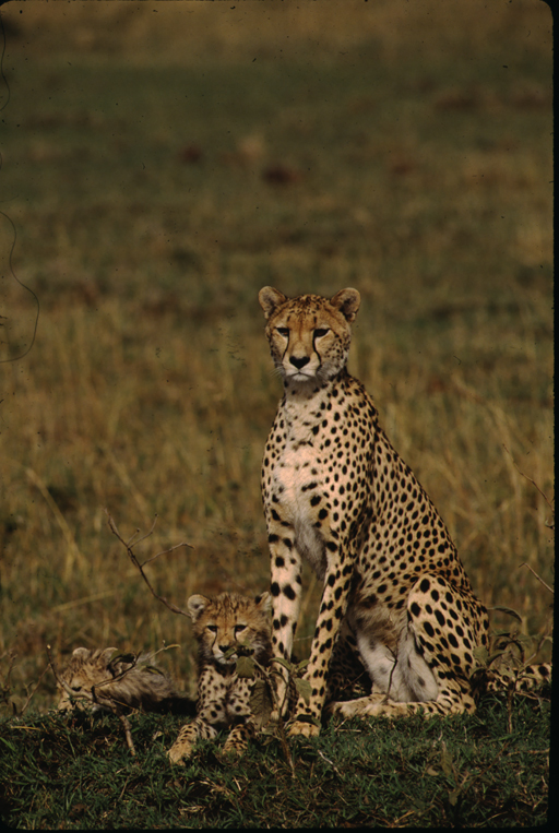 Image of cheetah