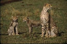 Image of cheetah