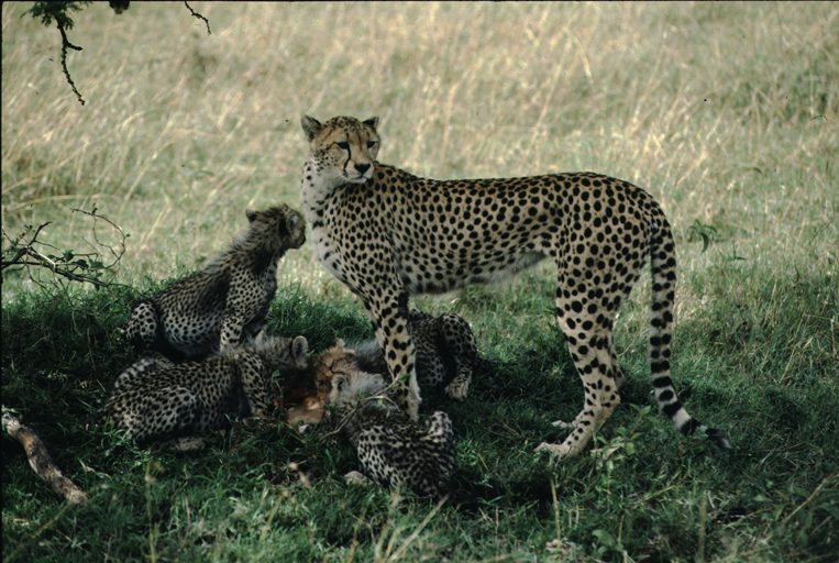 Image of cheetah