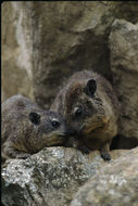 Image of Bush Hyrax