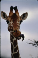 Image of Reticulated Giraffe