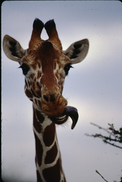 Plancia ëd <i>Giraffa camelopardalis reticulata</i>