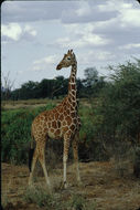 Plancia ëd <i>Giraffa camelopardalis reticulata</i>