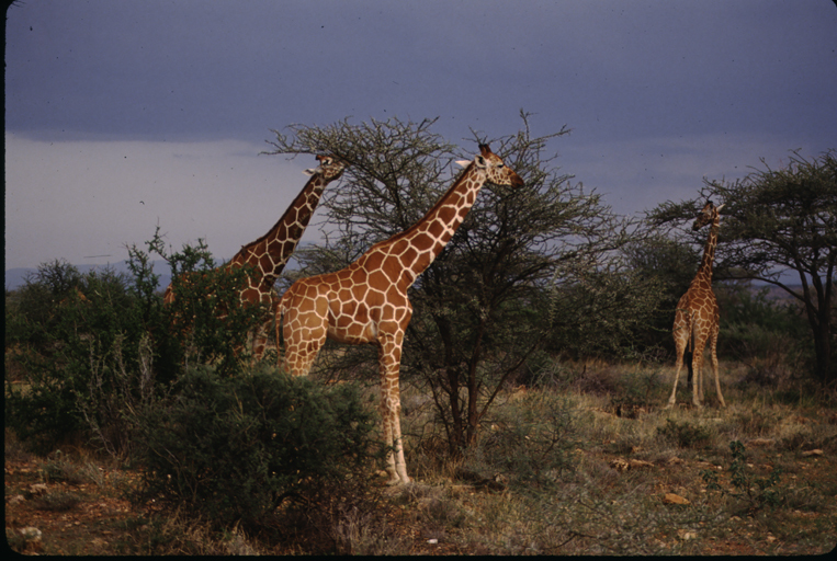 Plancia ëd <i>Giraffa camelopardalis reticulata</i>