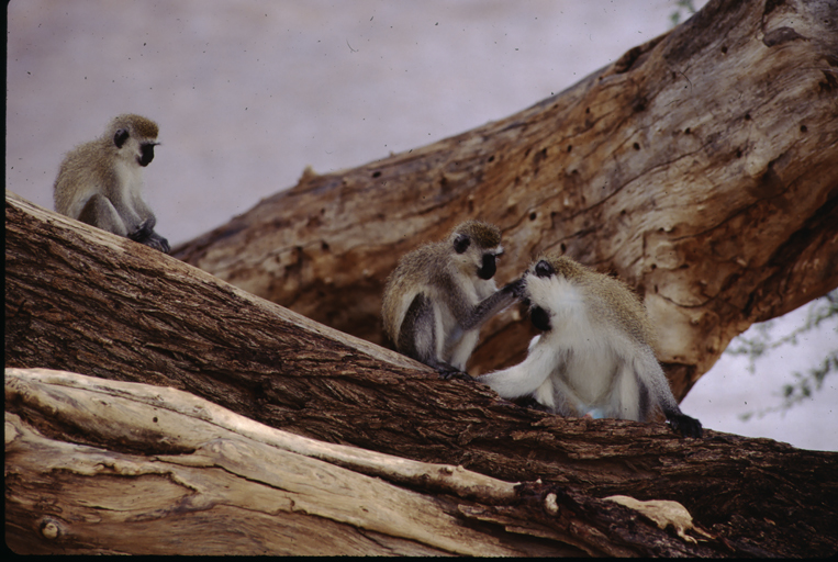 Image of Vervet Monkey