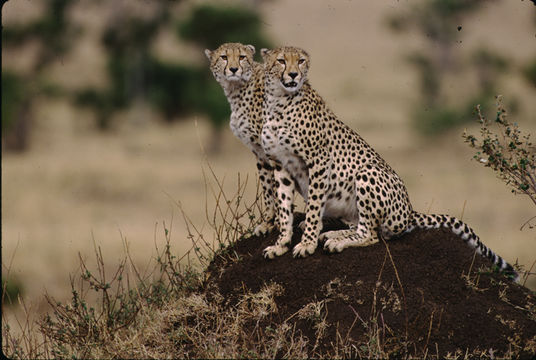 Image of cheetah