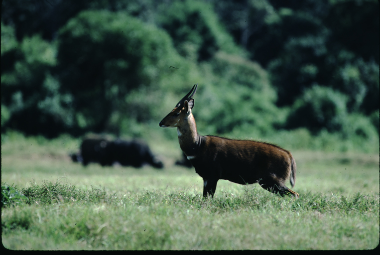 Image of Bushbuck