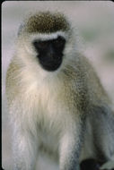 Image of Vervet Monkey