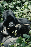 Image of Eastern Gorilla